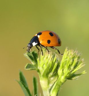 Få flere insekter i haven med et insekthotel