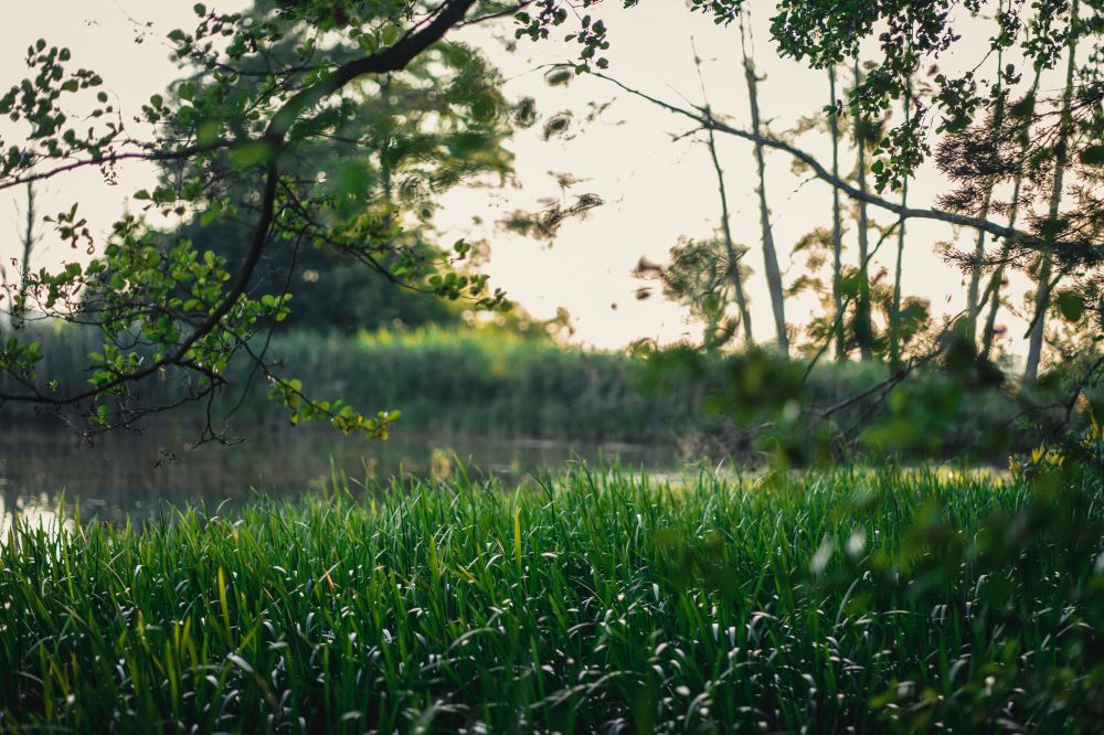 Makita græstrimmer: Få en flot og velplejet græsplæne