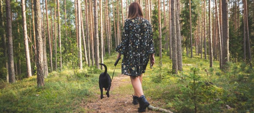 Flexliner til hund: sådan vælger du den rigtige